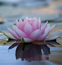 Shine Meditation Circle, Roots & Wings, events, workshops, yoga studio, Natick, MA